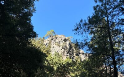 Authentic Adaptability